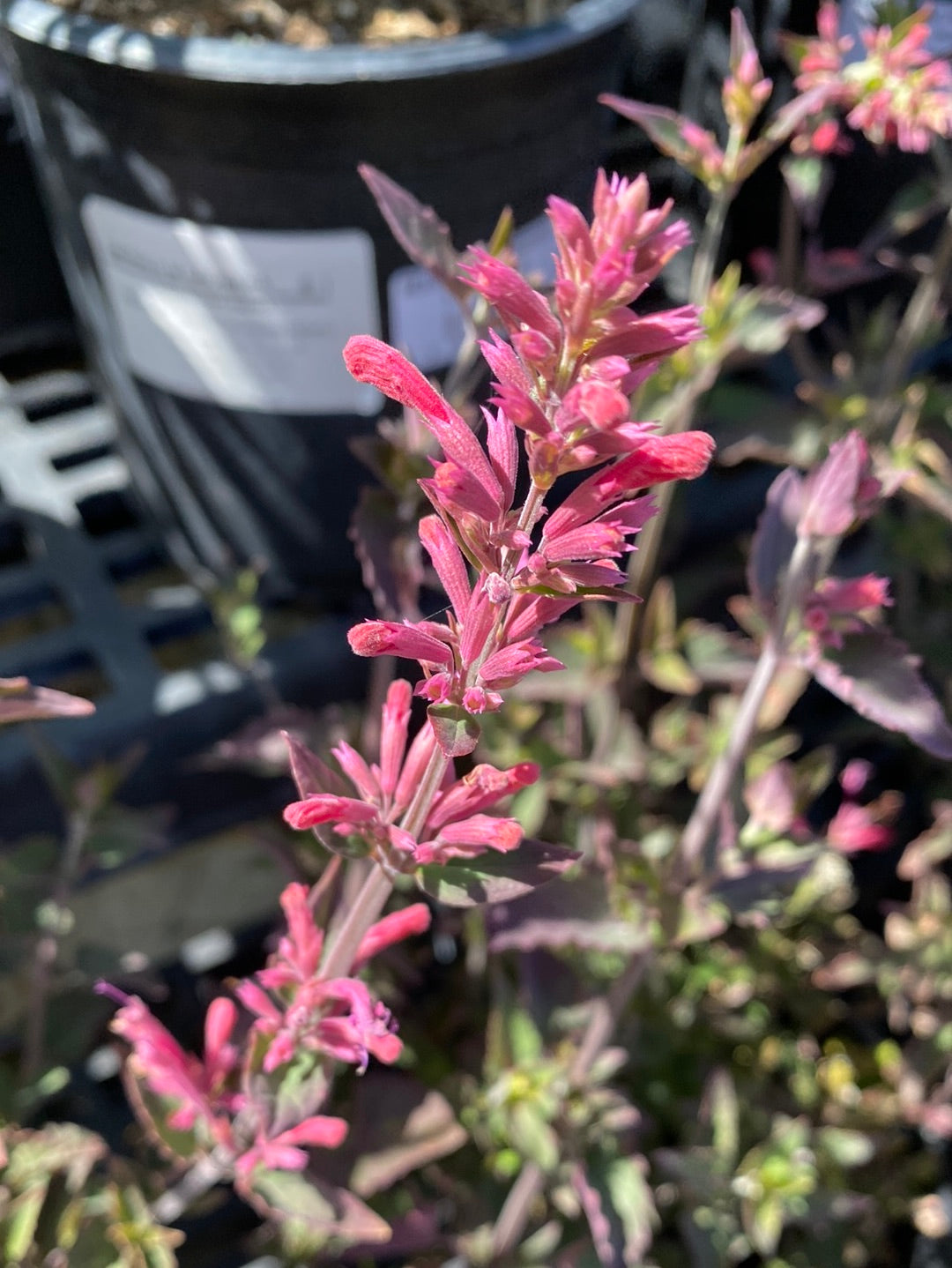 Agastache ‘Morello’