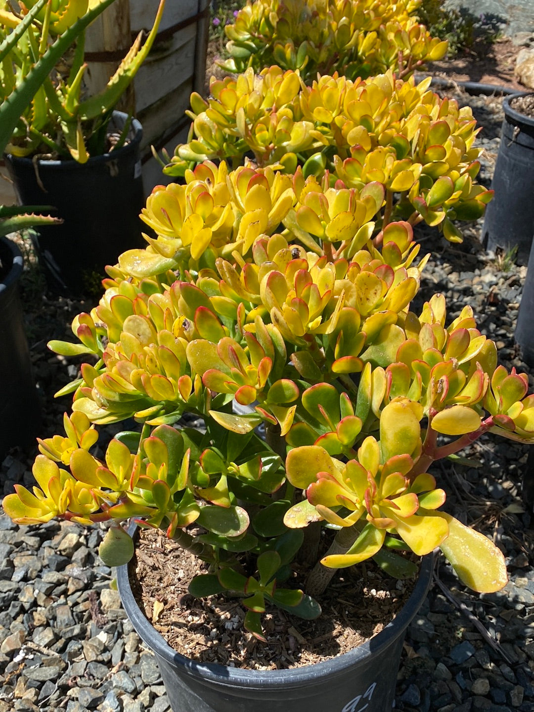 Crassula ovata ‘Hummel’s Sunet’