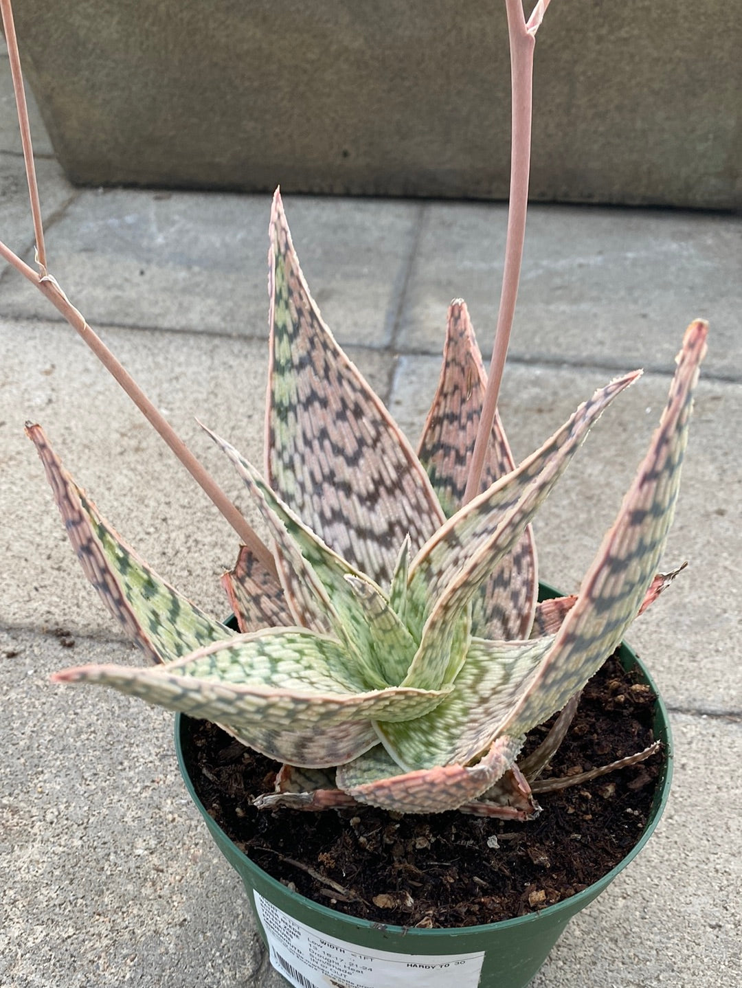 Aloe deltoideodonta ‘Delta Lights’