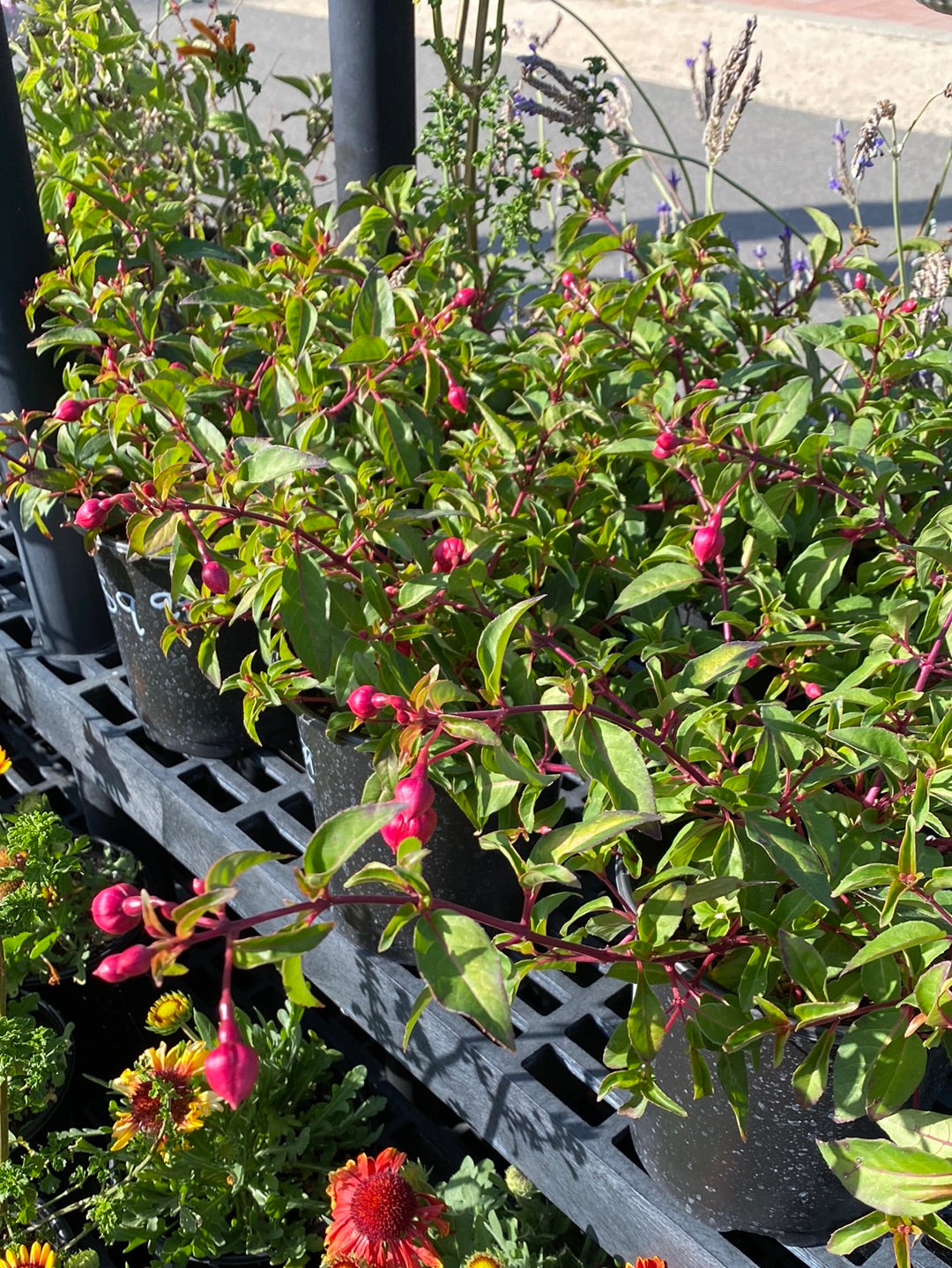 Fuchsia Upright ‘Dollar Princess’