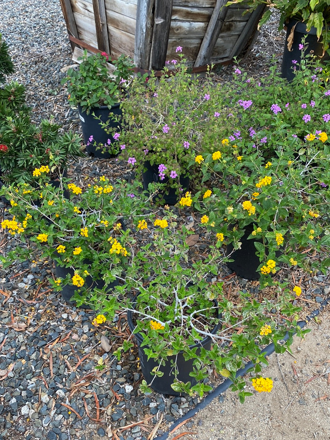 Lantana camara