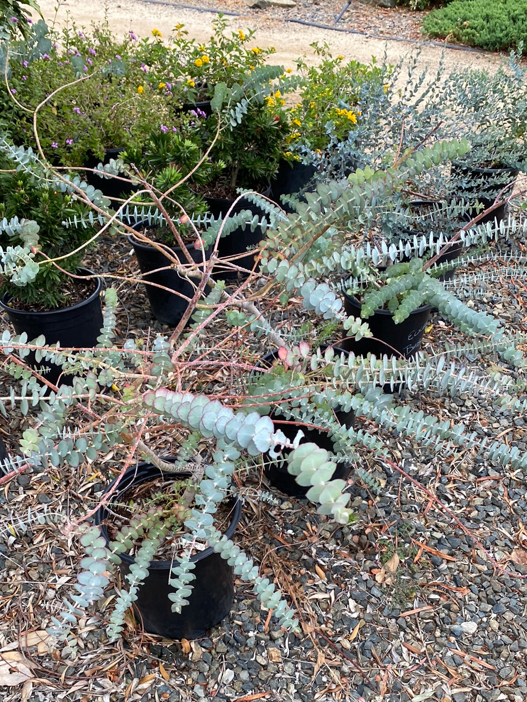 Eucalyptus pulverulenta ‘Baby Blue’