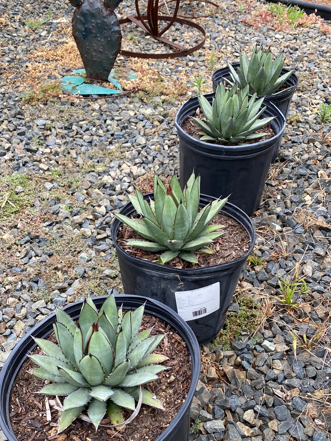 Agave ‘Blue Emperor’