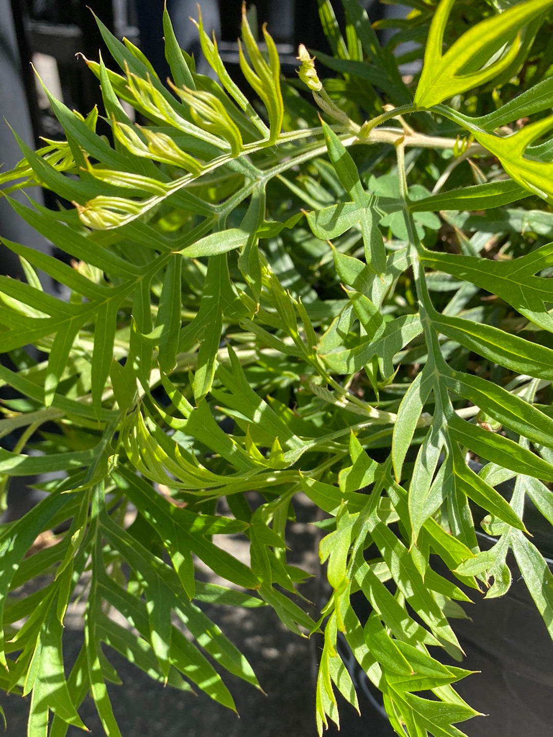 Grevillea ‘Peaches and Cream’