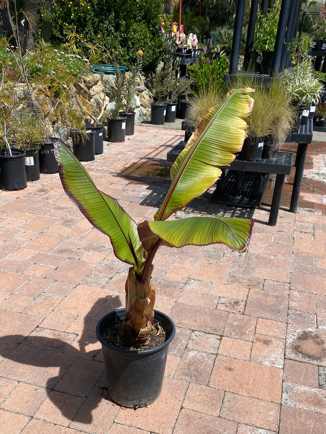 Ensete ventricosum ‘maurelii’