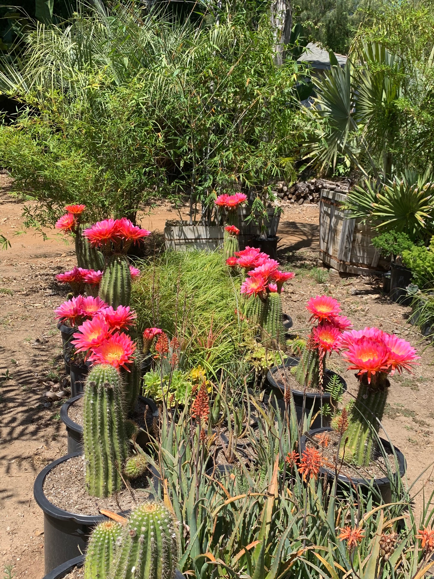 Trichocereus hybrid