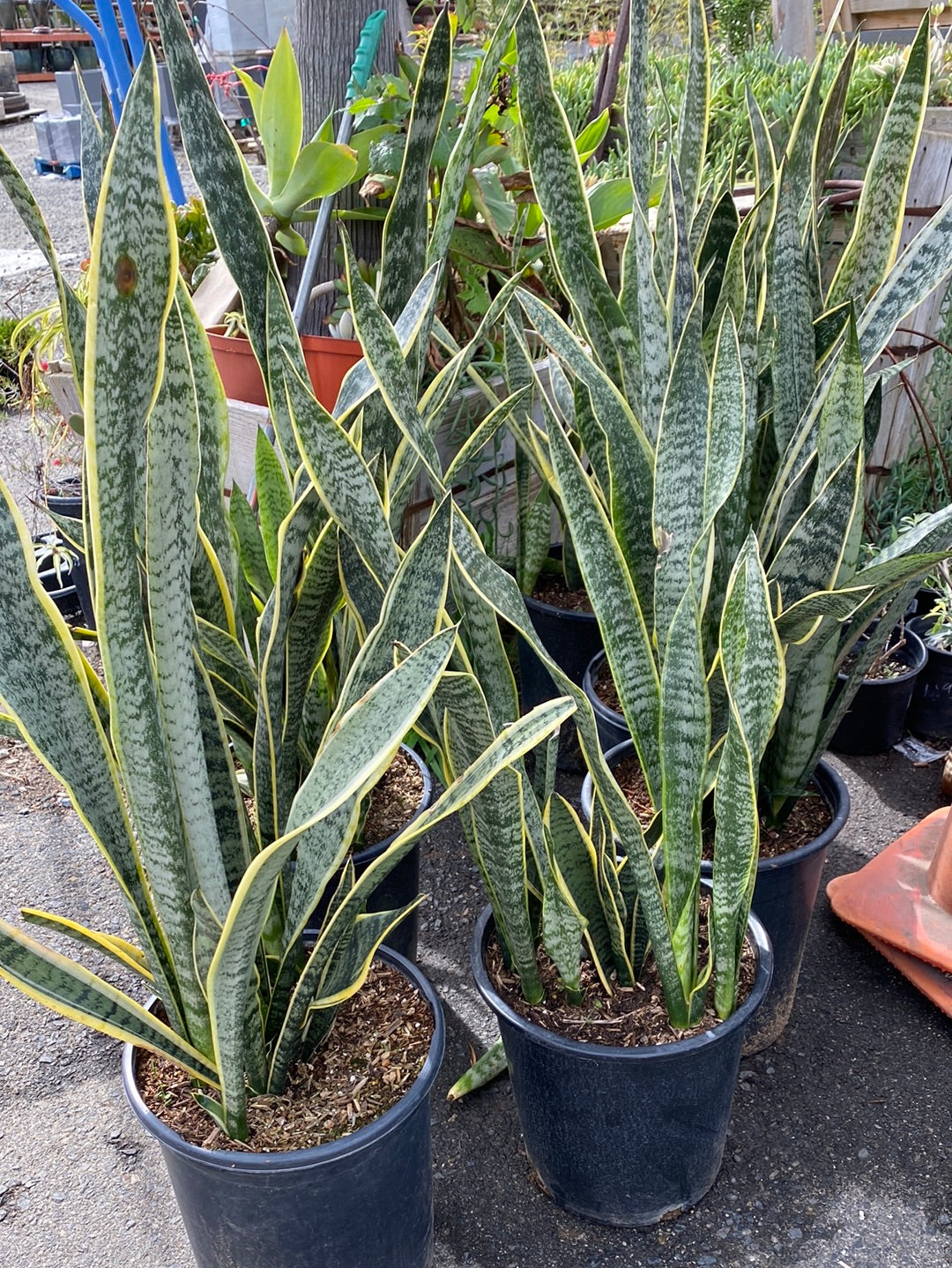 Sansevieria trifasciata