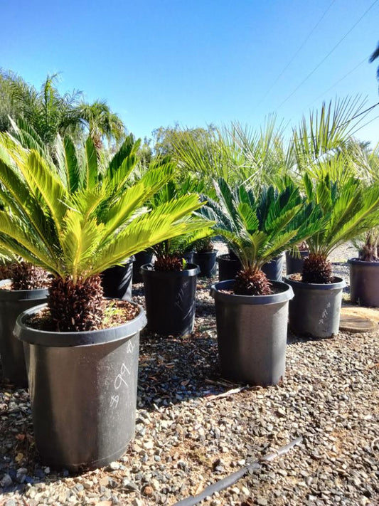 Cycas revoluta