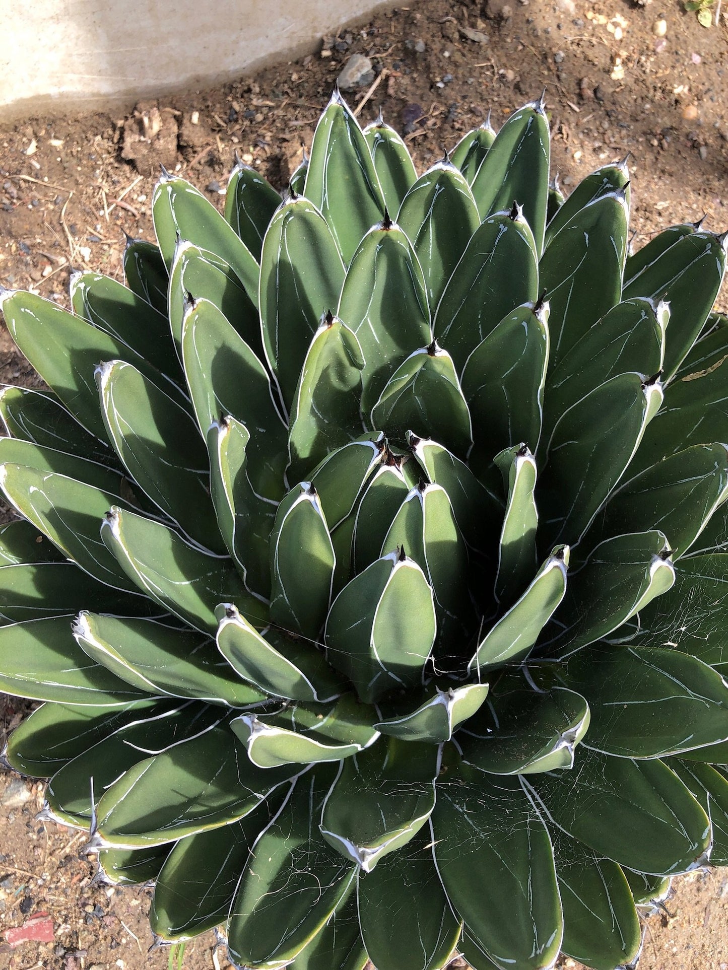 Agave victoriae-reginae 'Porcupine'