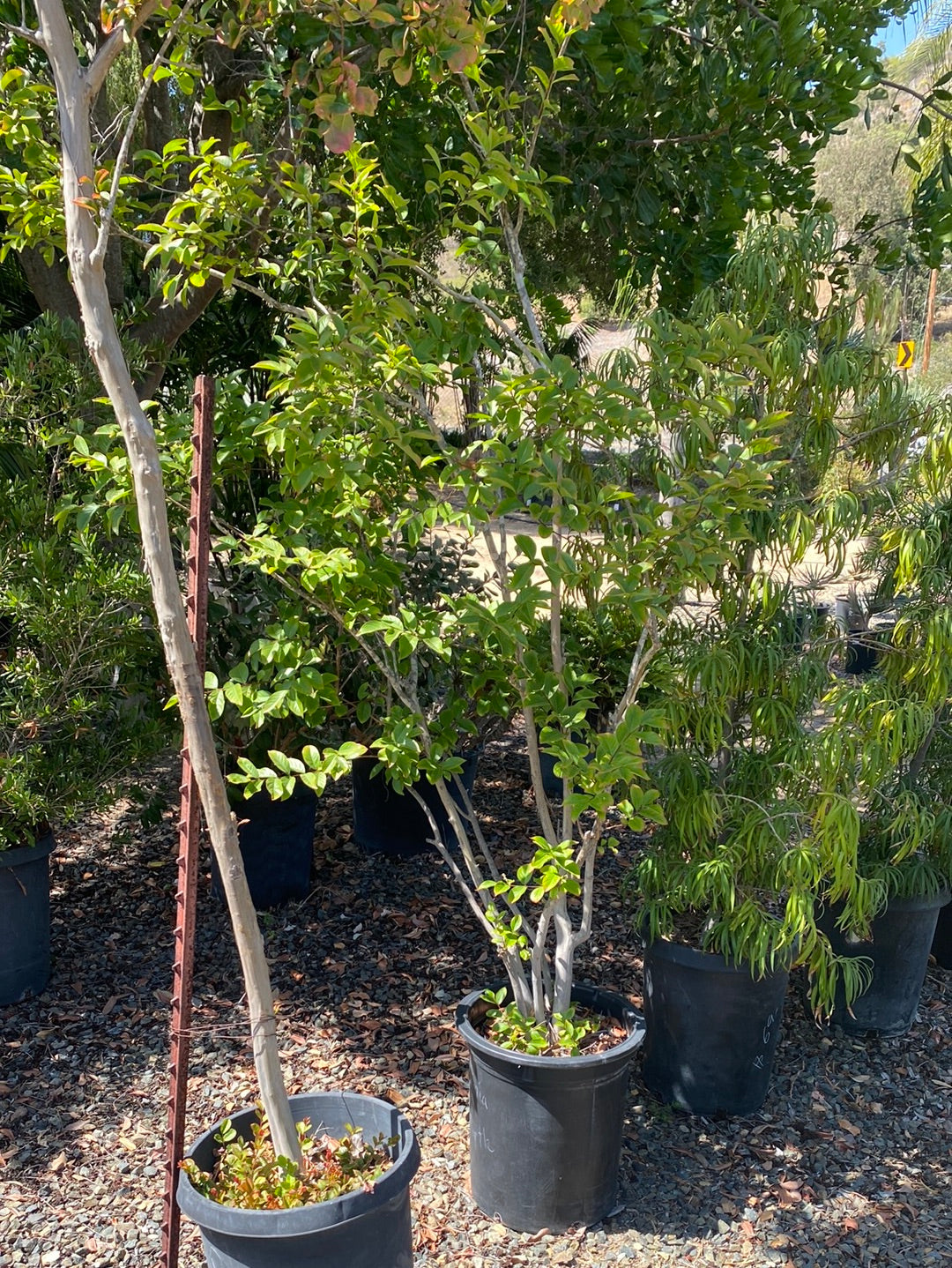 Lagerstroemia indica