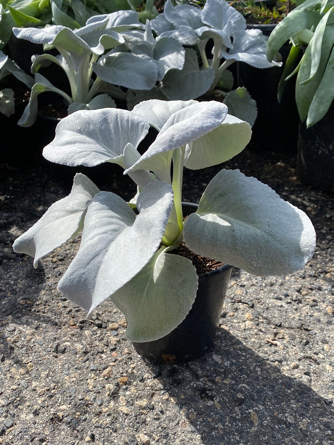 Senecio candicans