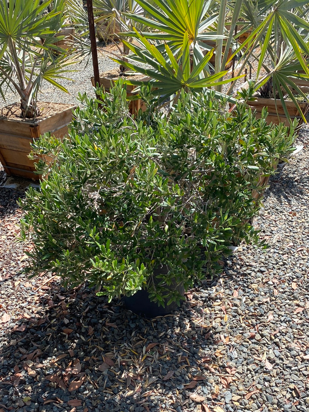 Olea europaea ‘Montra’