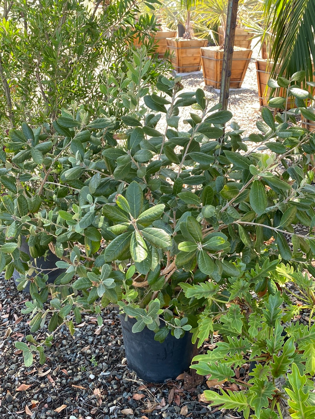 Feijoa sellowiana ‘Pineapple Guava’