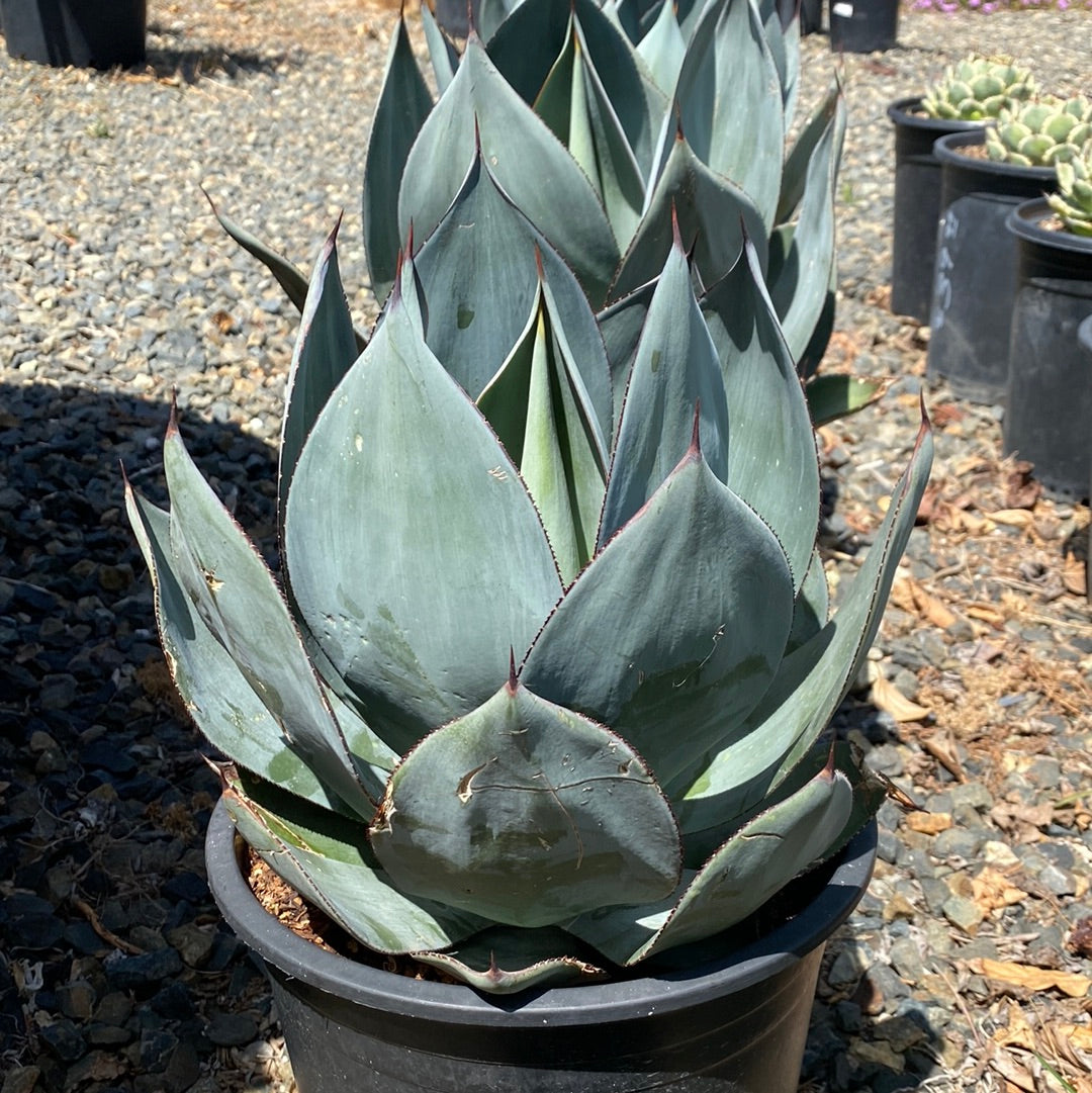 Agave celsii ‘Nova’