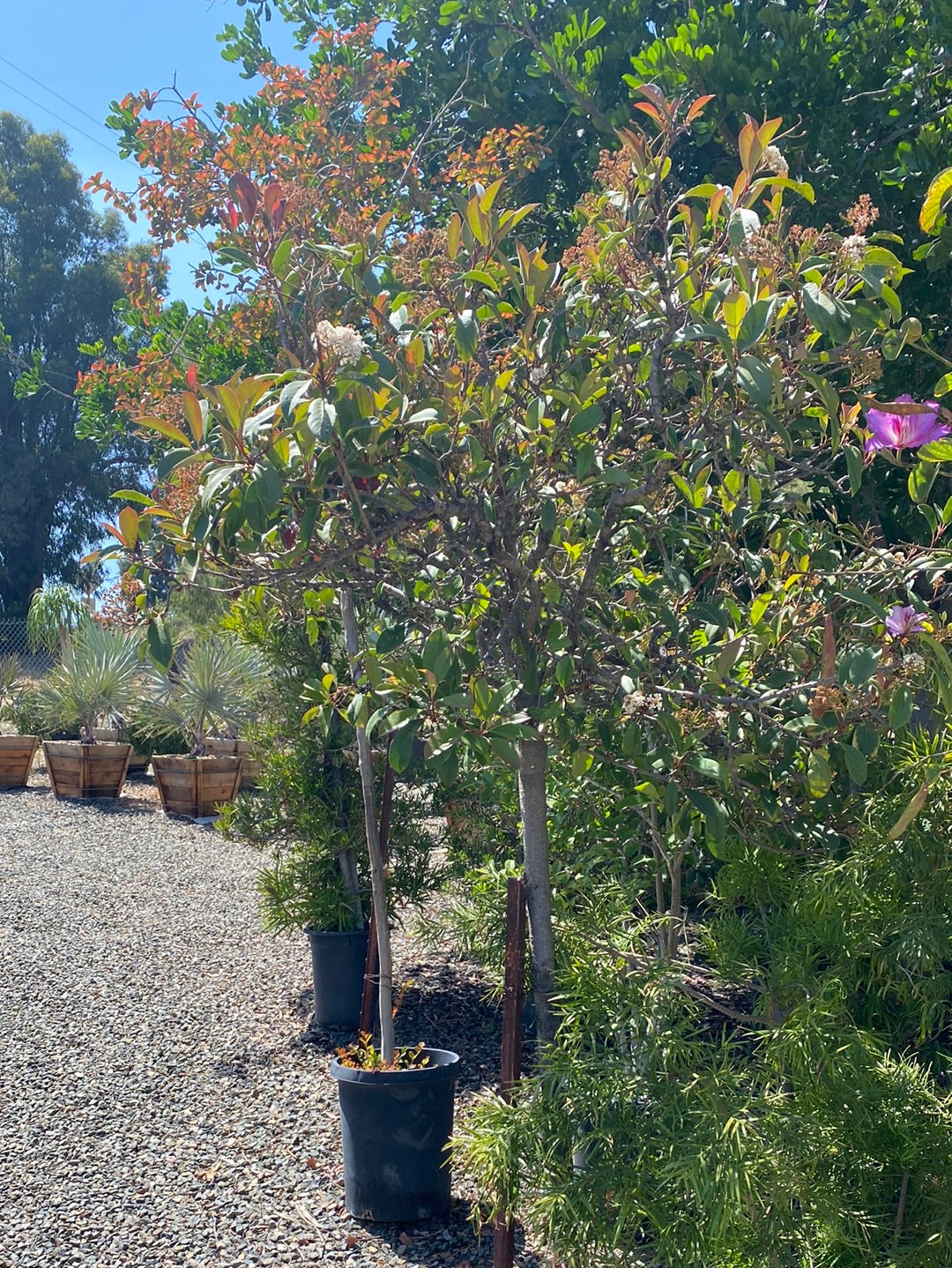 Photinia x fraseri