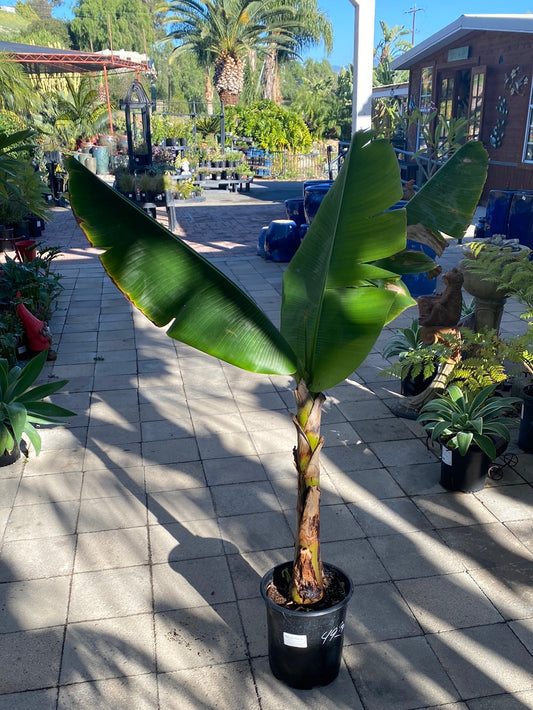 Musa acuminata ‘Double Mahoi’