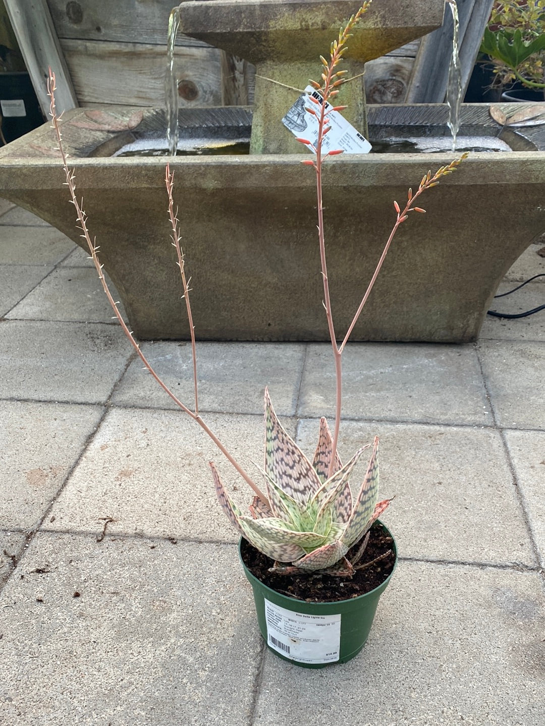 Aloe deltoideodonta ‘Delta Lights’