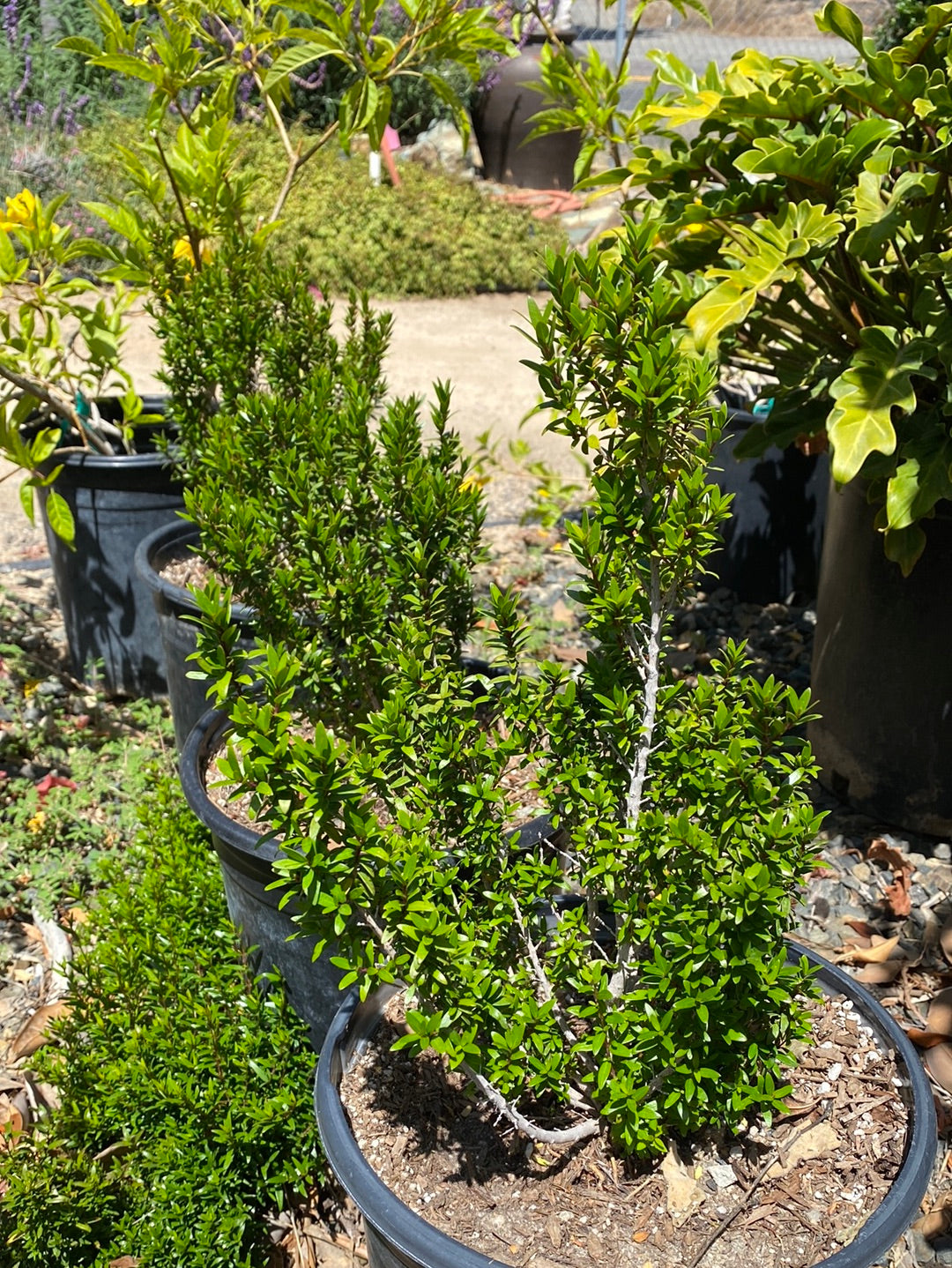 Myrtus communis