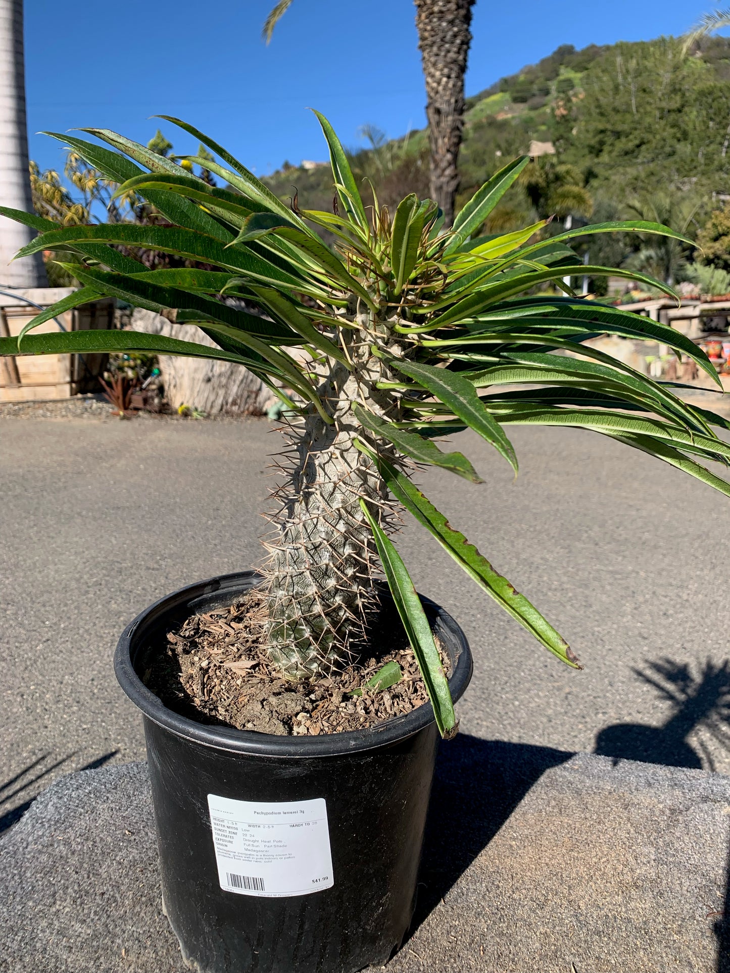 Pachypodium lamerei