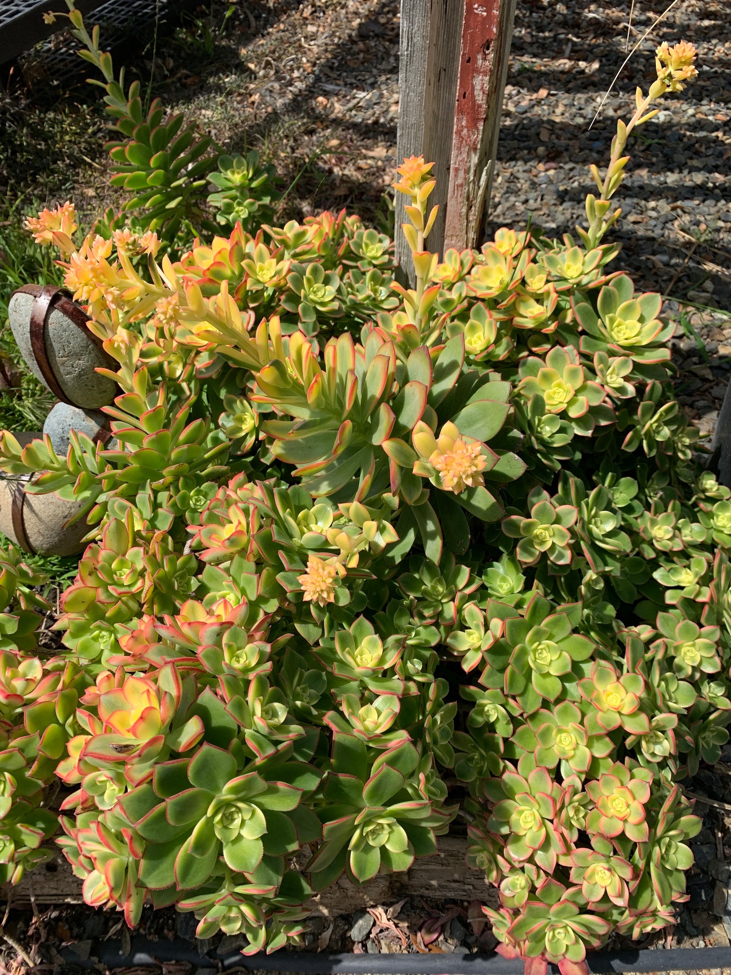 Aeonium ‘Kiwi’