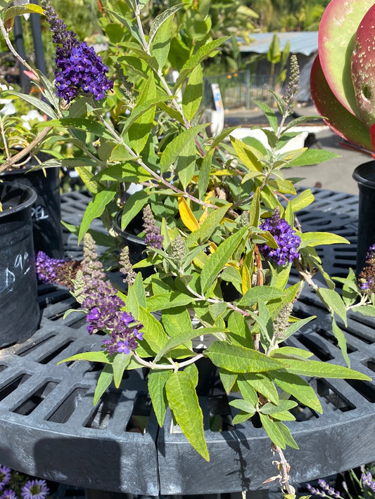 Buddliea ‘Dwarf hybrid’