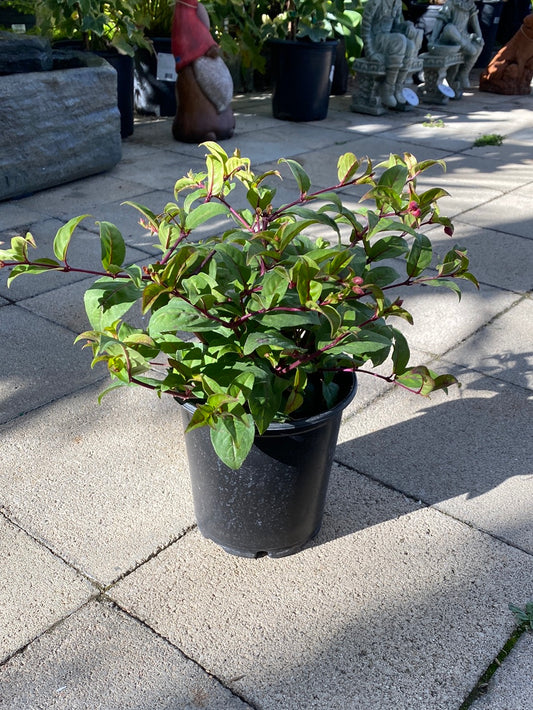 Fuchsia hybrid ‘Voodoo’