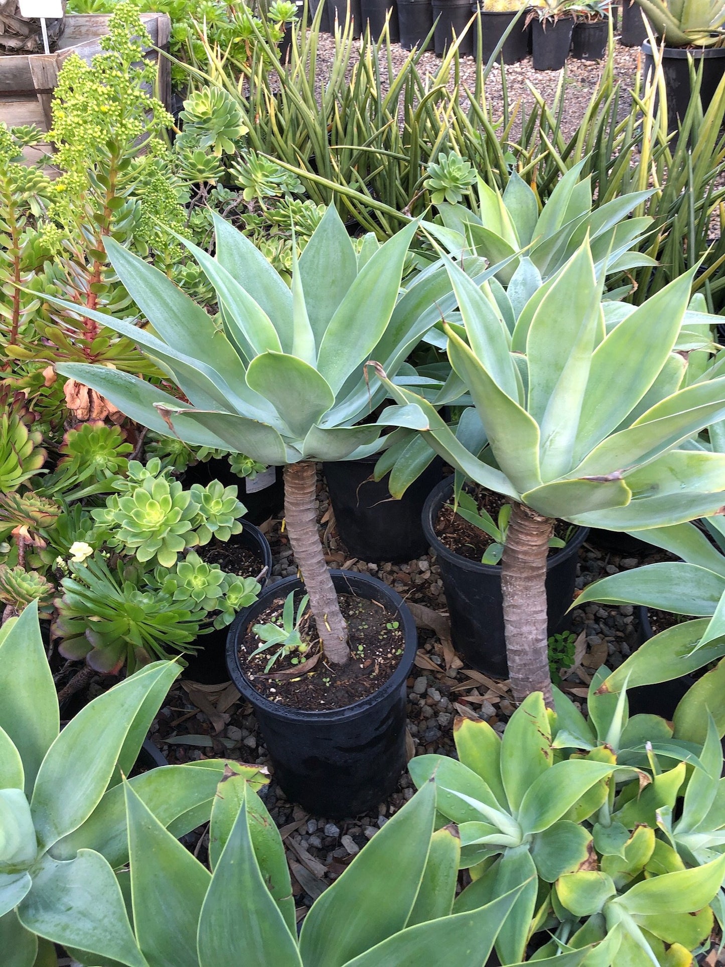 Agave attenuata