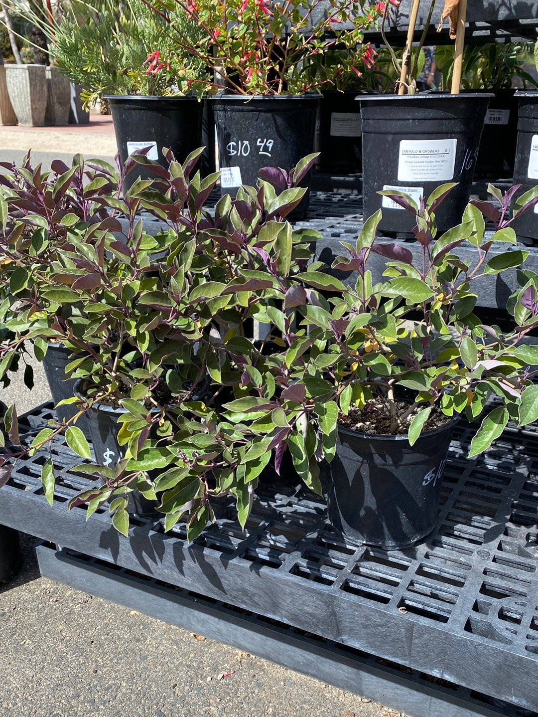 Vitex trifolia ‘Purpurea’