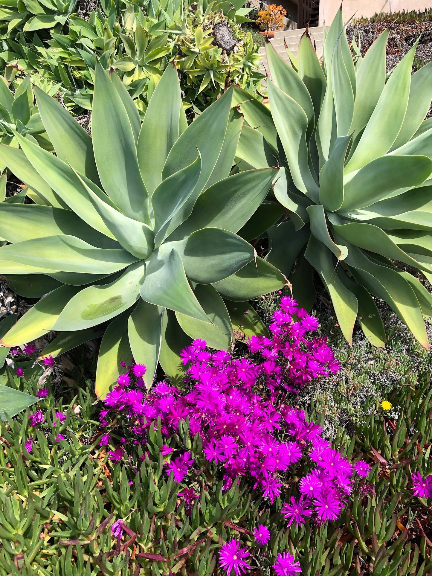 Agave attenuata