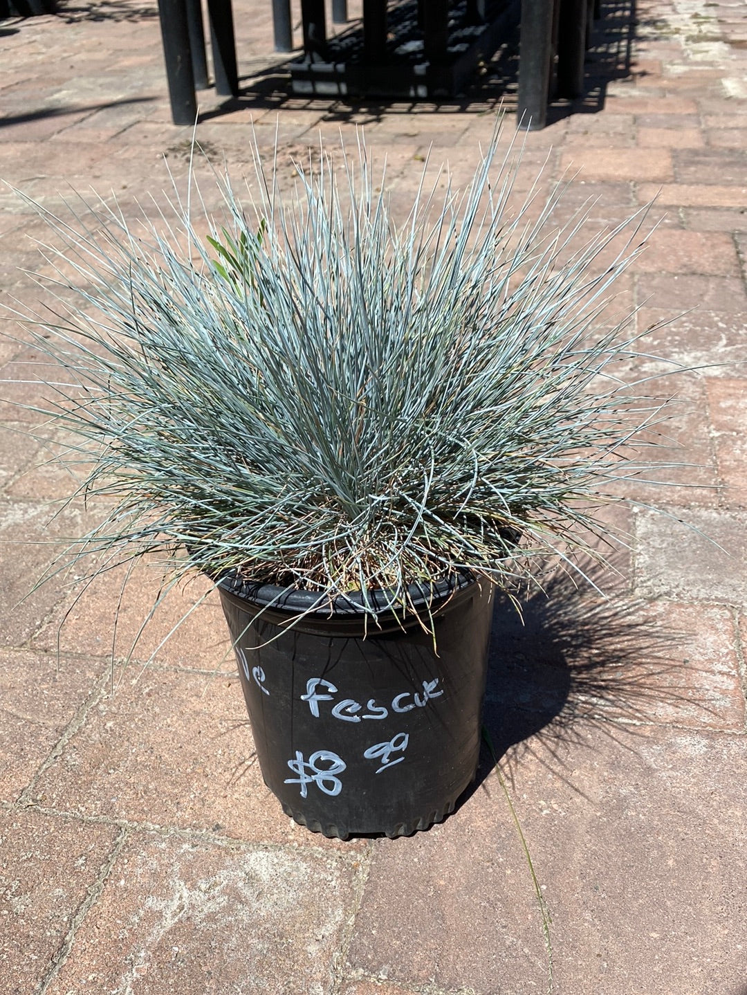 Festuca glauca