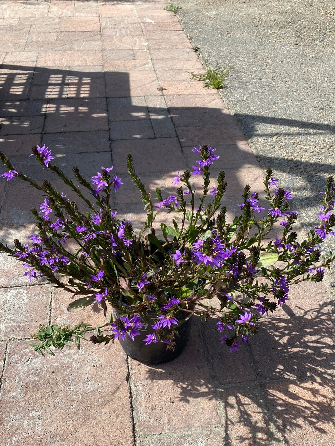 Scaevola ‘Purple Haze’