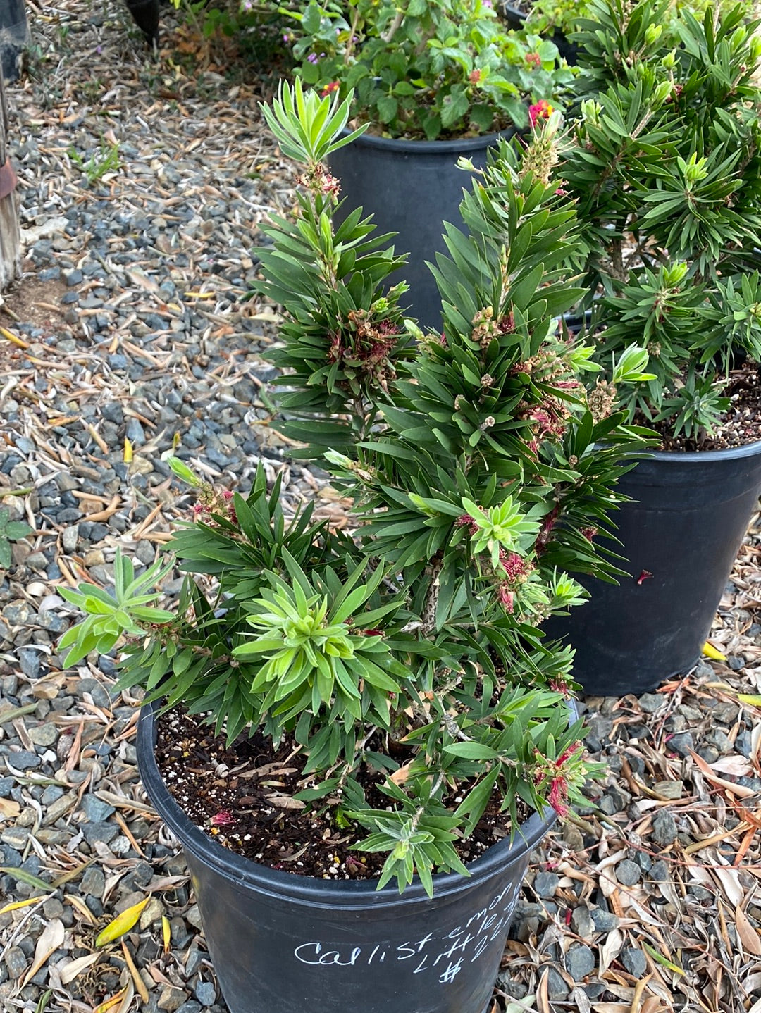 Callistemon viminalis ‘Little John’