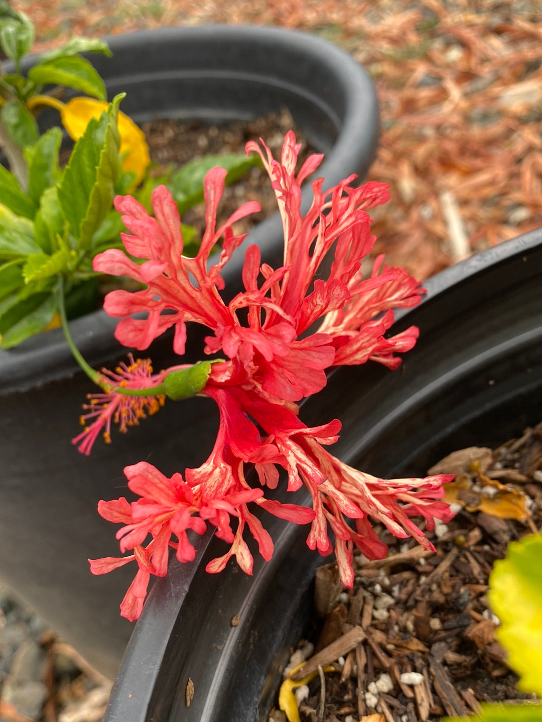 Hibiscus schizopetalus