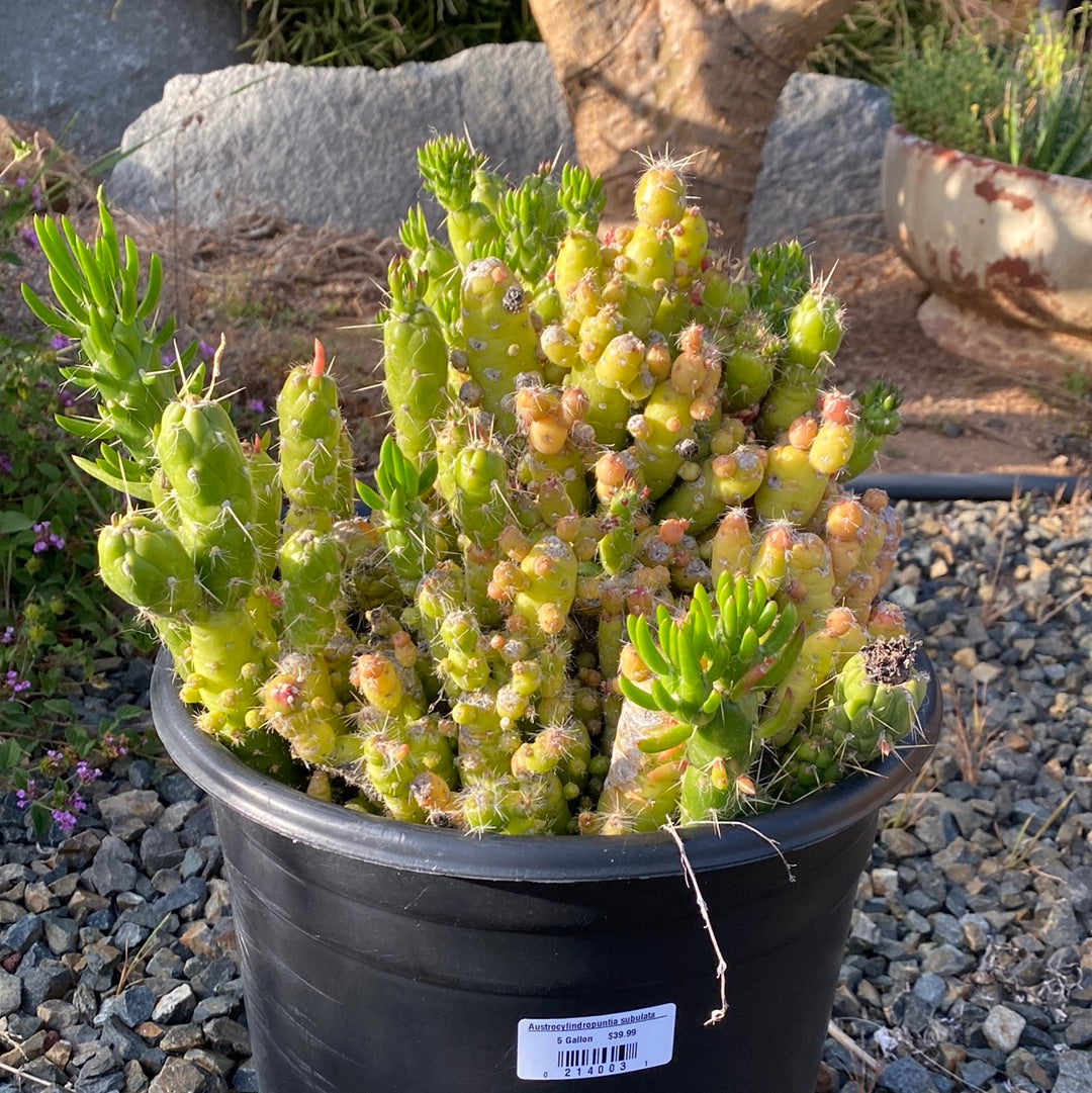 Austrocylindropuntia subulata