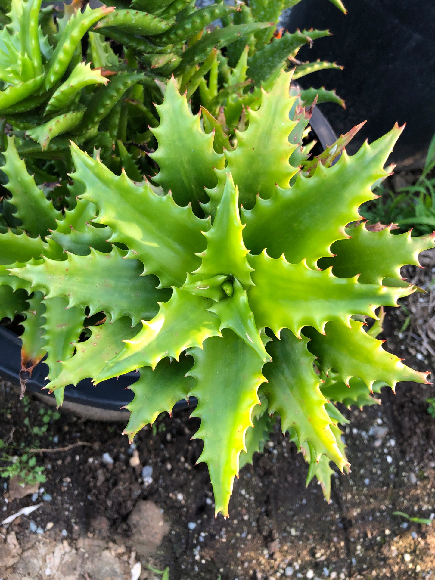 Aloe dorotheae