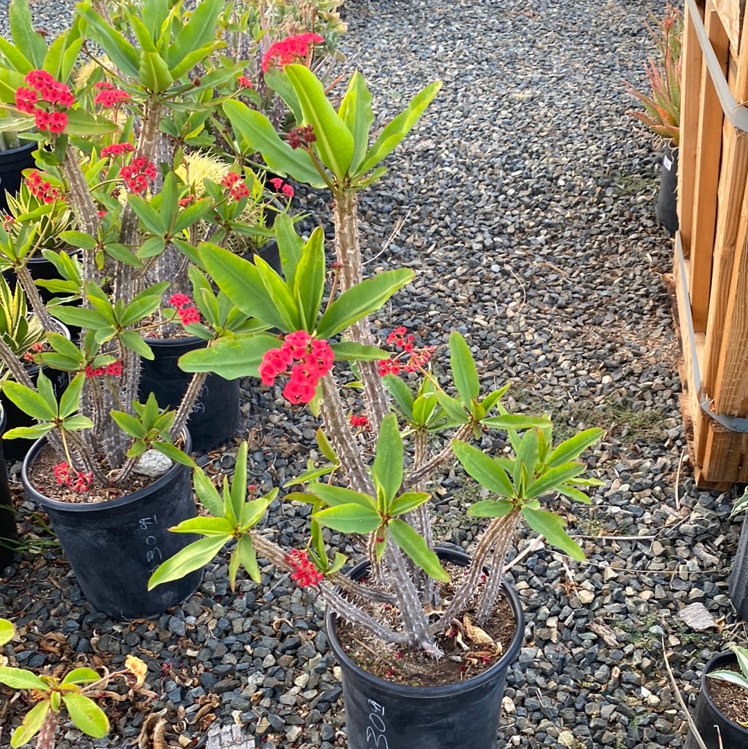 Euphorbia milii