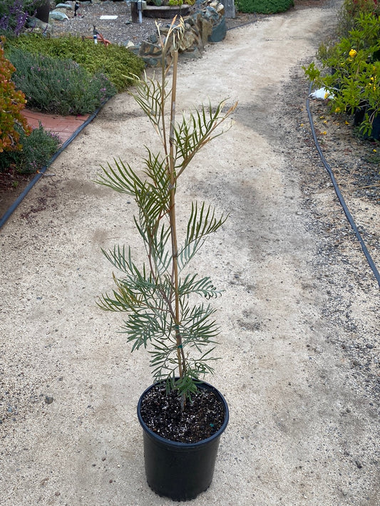 Grevillea ‘Sandra Gordon’