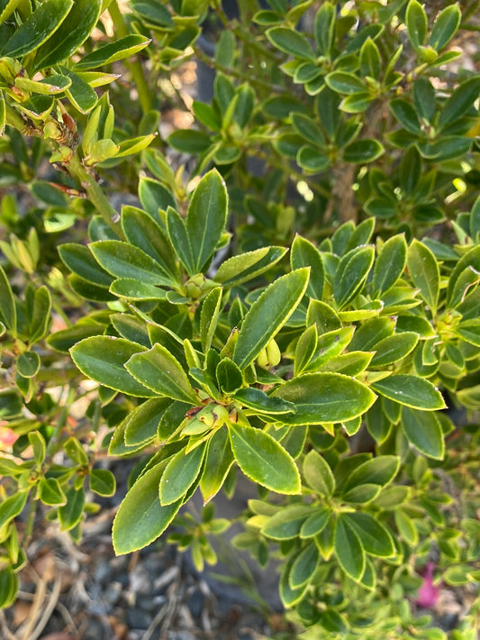 Buxus sempervirens