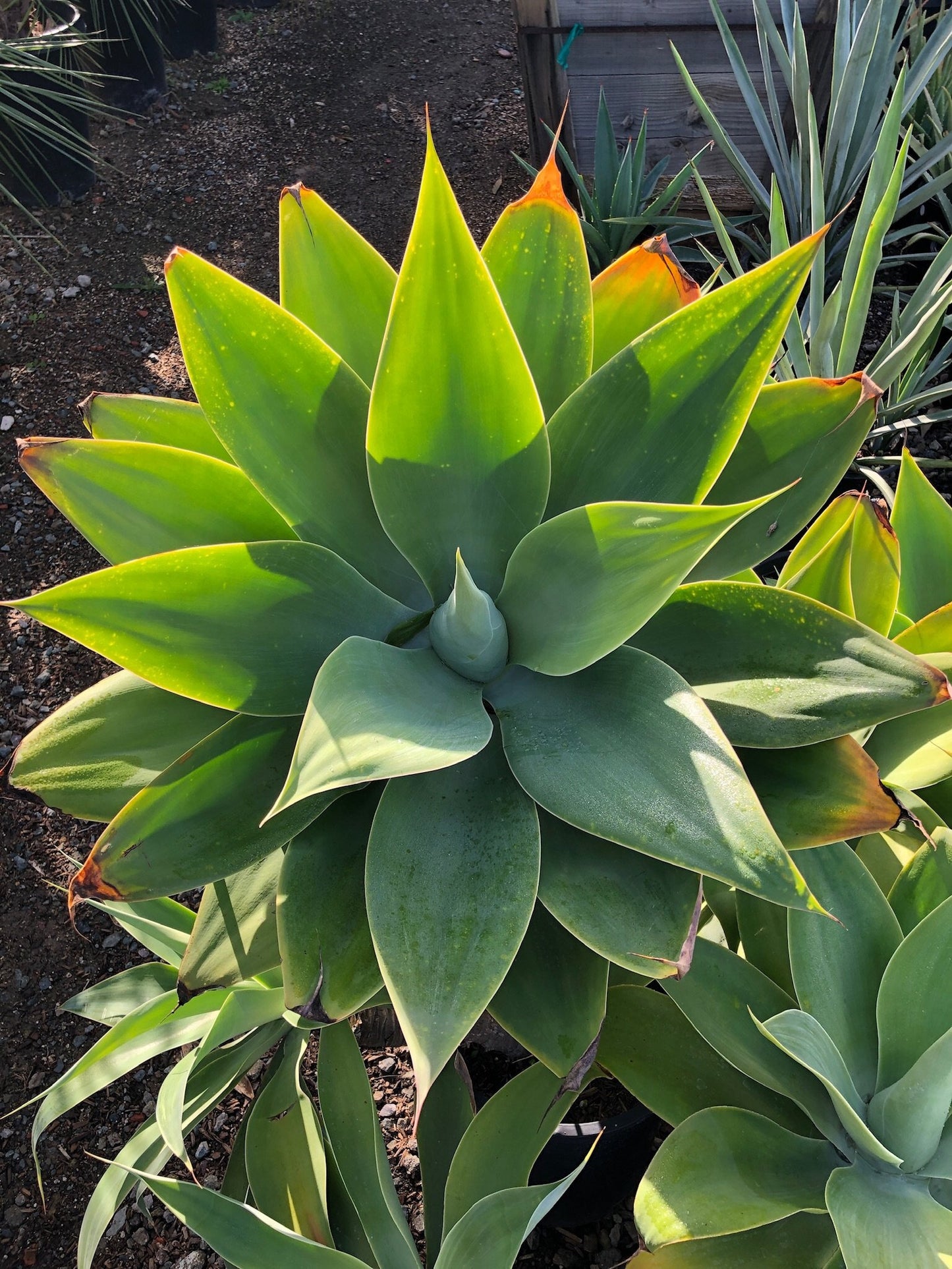 Agave attenuata