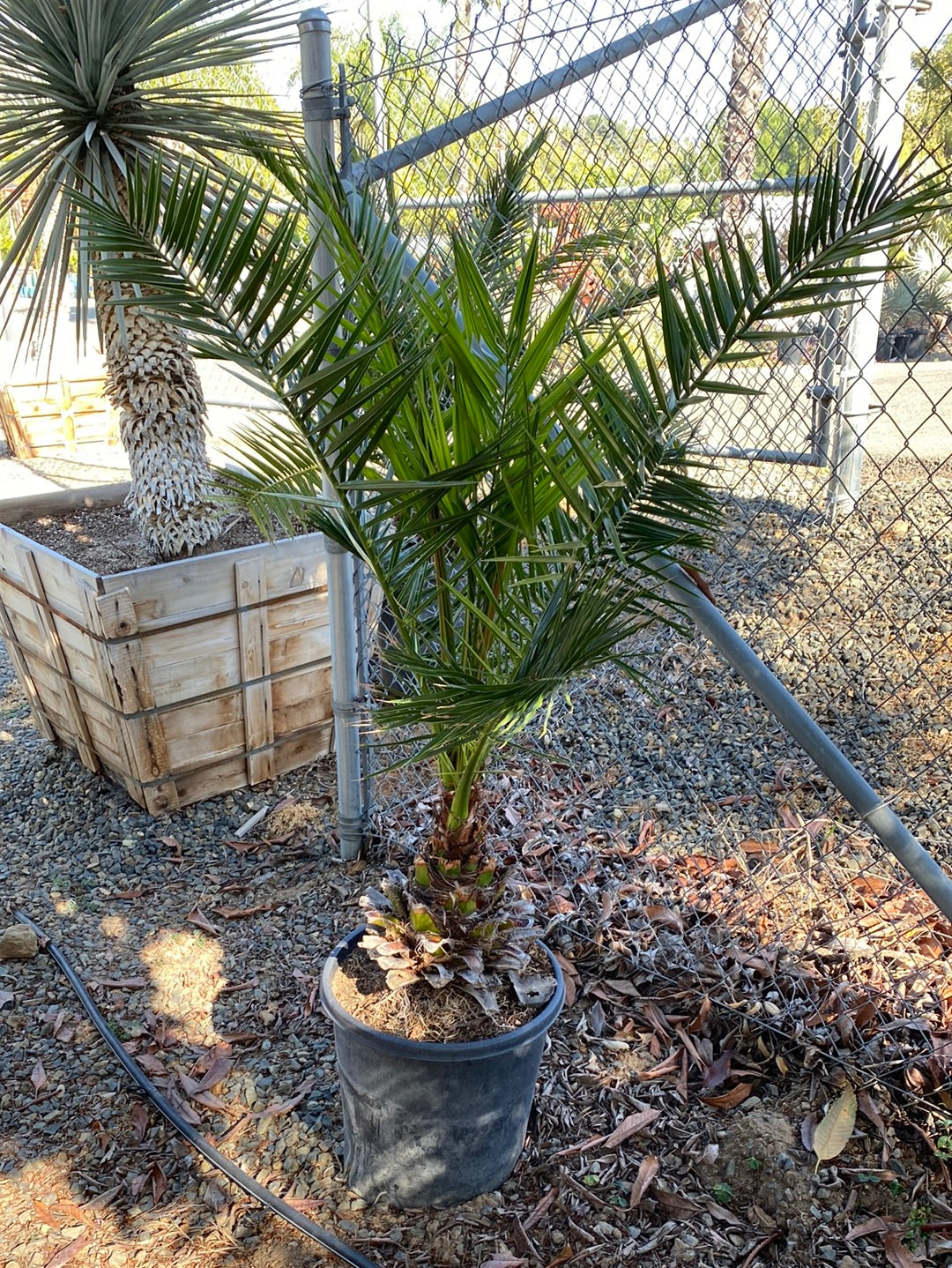 Phoenix canariensis