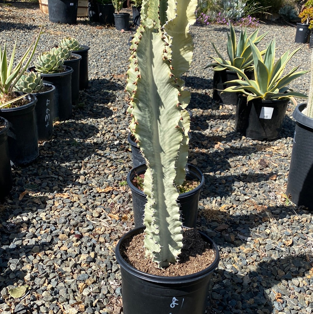 Euphorbia ammak 'Variegata'