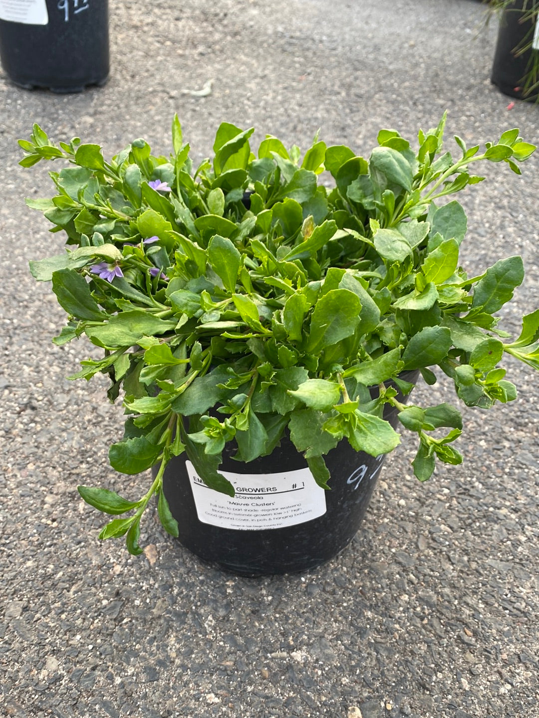 Scaevola ‘Mauve Clusters’