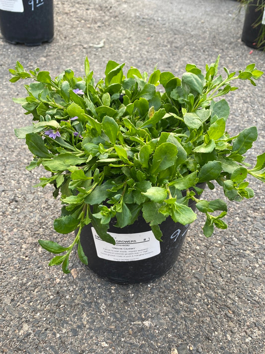 Scaevola ‘Mauve Clusters’