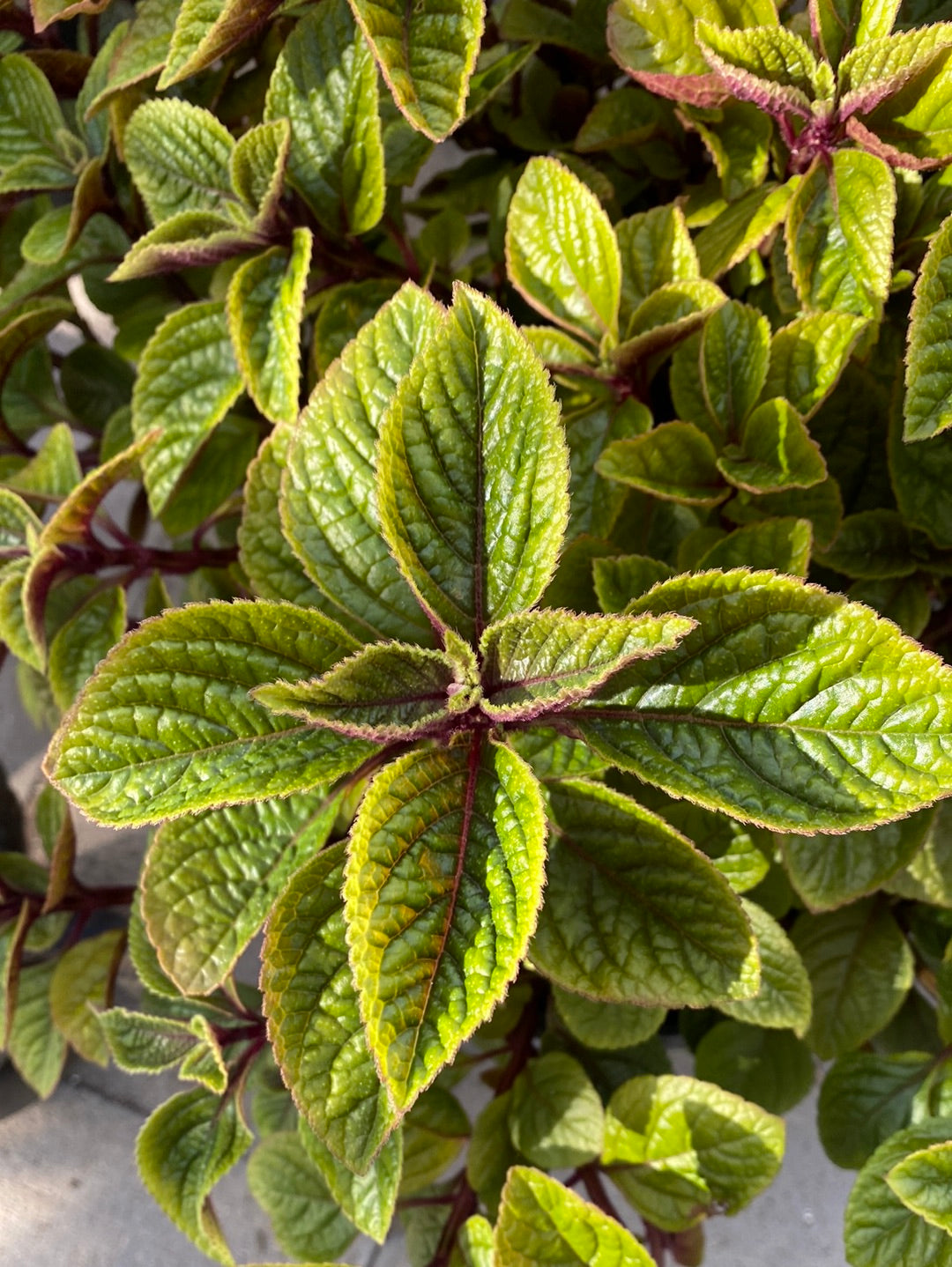 Plectranthus ‘Mona Lavender’