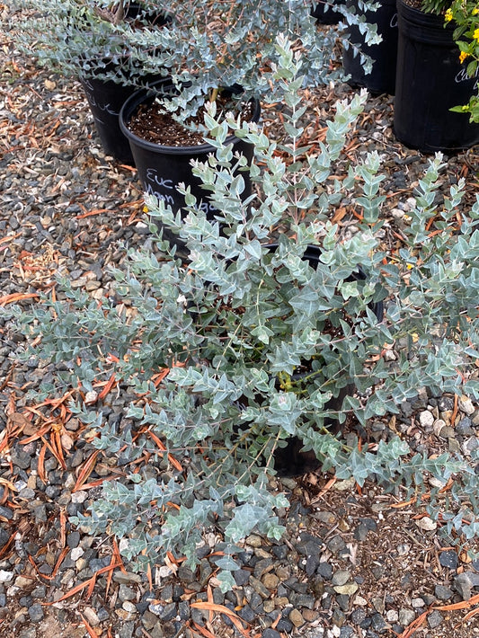 Eucalyptus kruseana 'Moon Lagoon'