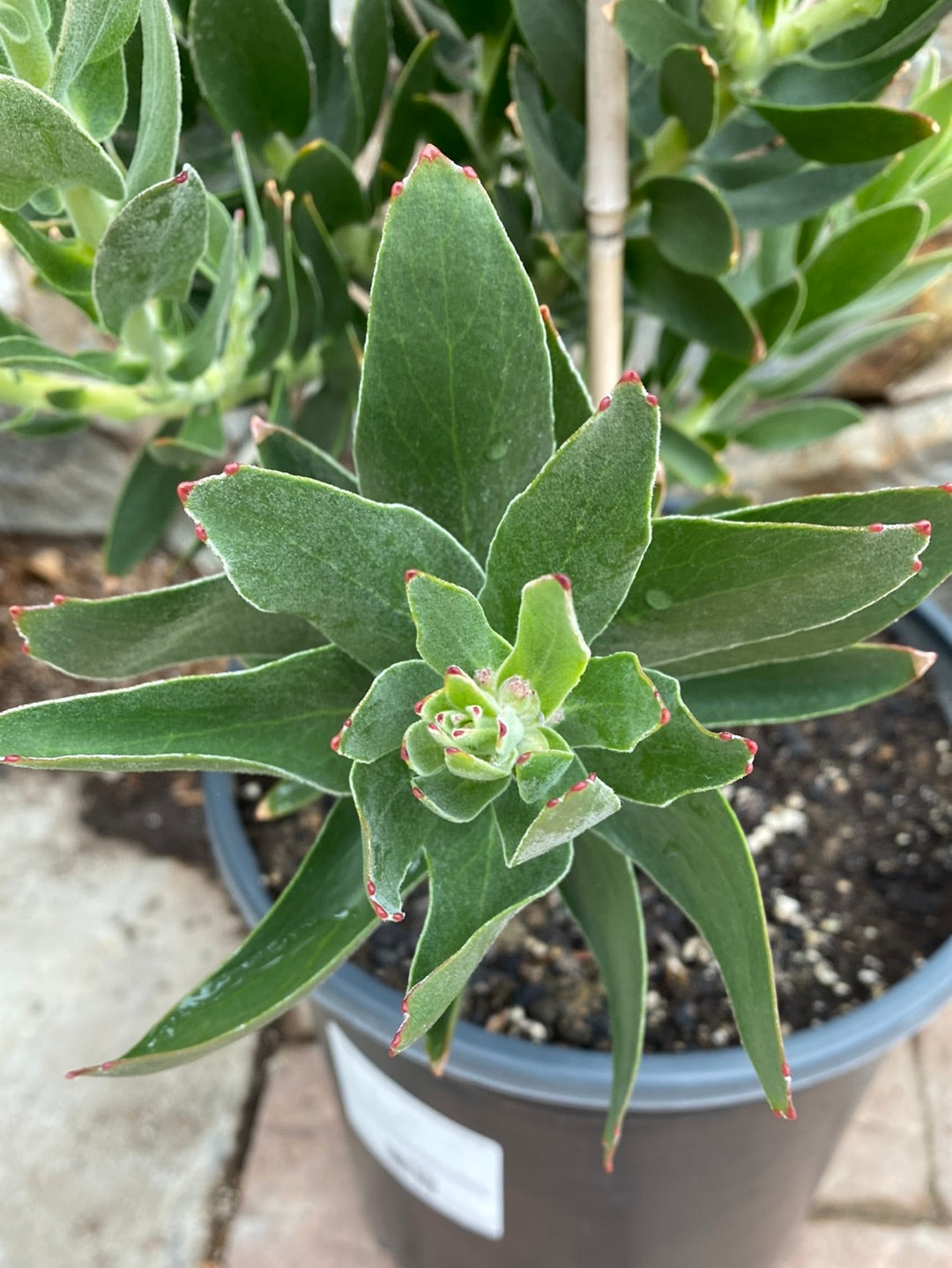 Leucospermum cuneiforme ‘Goldie’