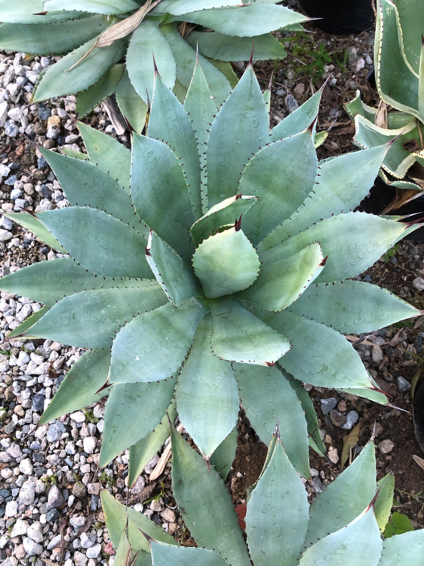 Agave parryi