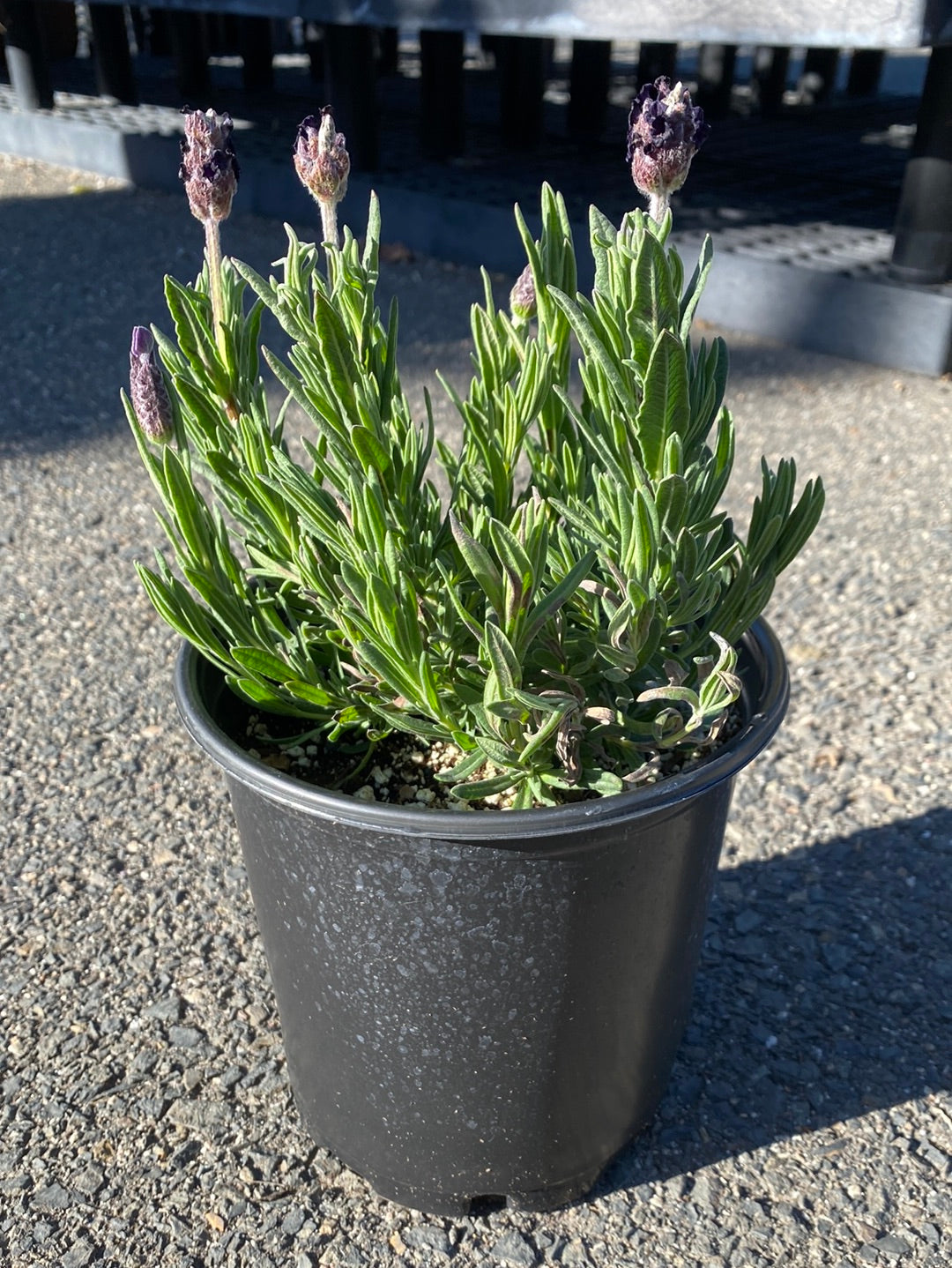 Lavandula stoechas ‘La Diva Big Night’