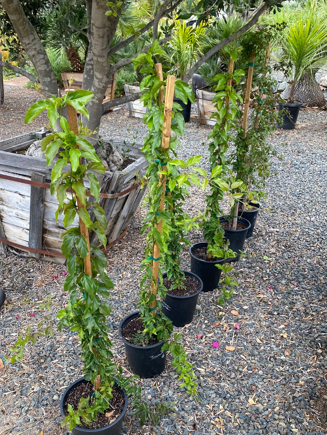 Campsis radicans ‘Trumpet Vine’