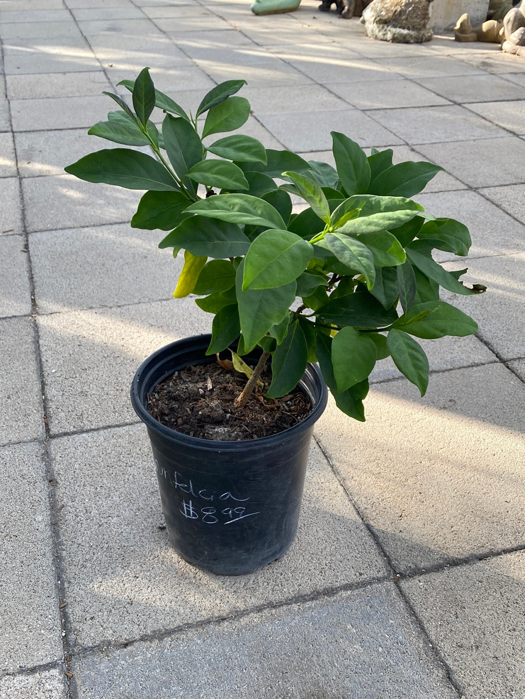 Brunfelsia pauciflora